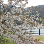 赤水公園の池と桜の写真