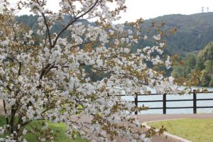 赤水公園の池と桜の写真