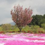 松本つつじの芝桜とつつじの風景写真