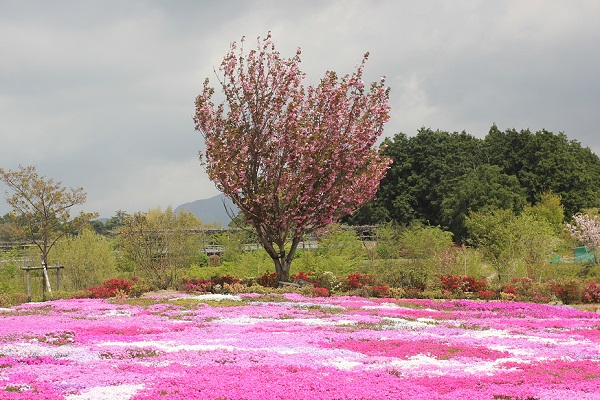 松本つつじの芝桜とつつじの風景写真