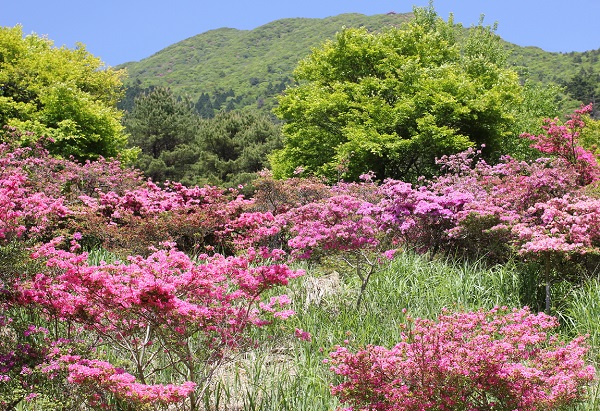 ミヤマキリシマと山、新緑の写真