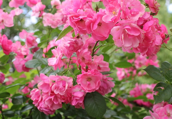 濃いピンク、八重のバラの写真