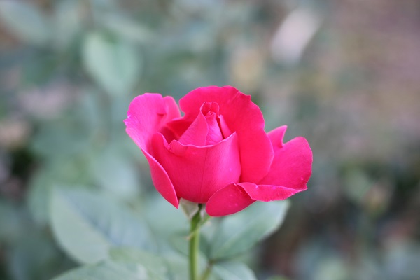 真紅のバラの写真