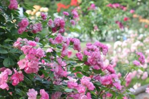 ハウステンボスのピンクのつるバラの写真