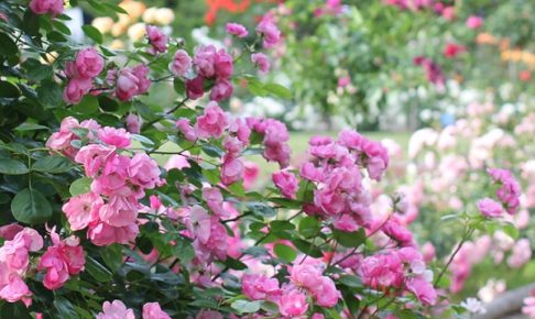 ハウステンボスのピンクのつるバラの写真