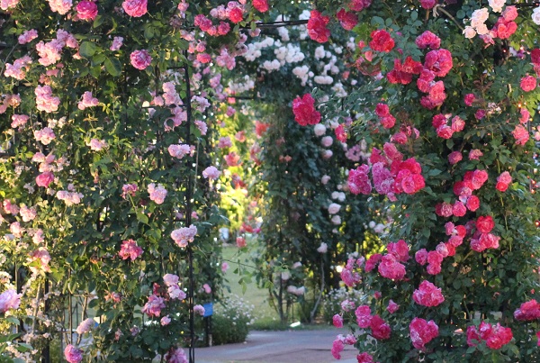 ハウステンボス、バラ祭りのバラの門の写真