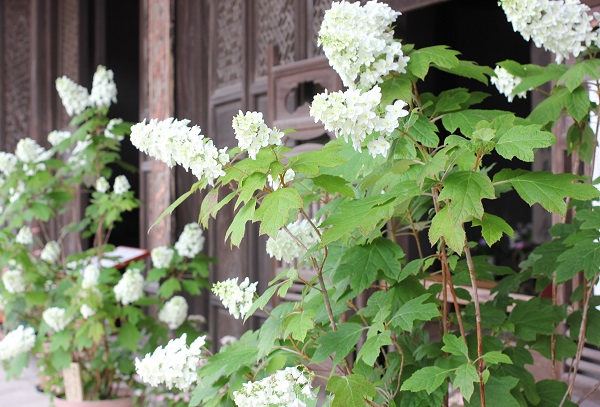 興福寺、白の紫陽花の写真