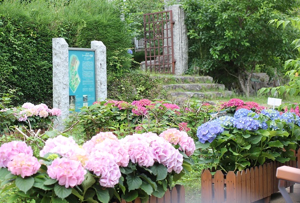 シーボルト宅跡のピンクとブルーの紫陽花の写真