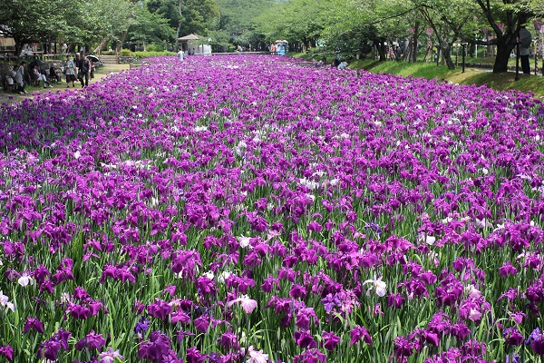 大村公園の花菖蒲園の花菖蒲の写真