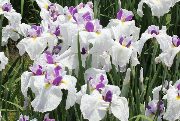 白と紫の花菖蒲の写真