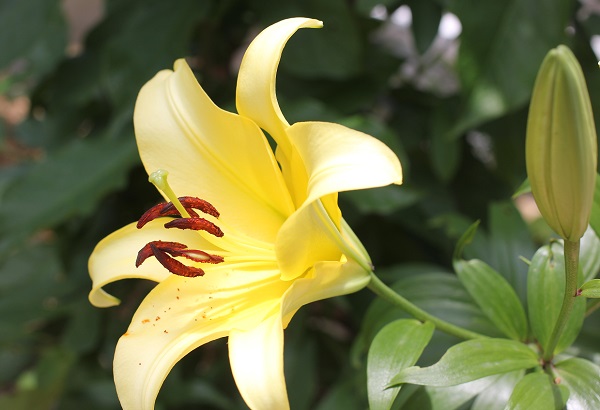 庭に咲いてる綺麗な黄色の満開のユリと蕾のユリの写真