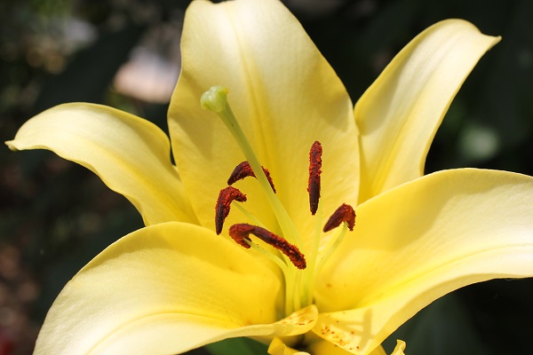 庭のユリ、見事に咲いてる美しい黄色のユリのアップ写真