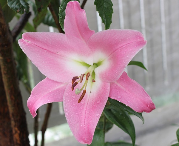 庭のユリ、満開に開いた大きなピンクのユリの写真