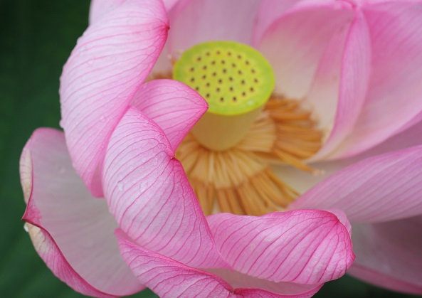 大きなハスの花の中のアップ写真