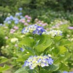 大崎公園の紫陽花の写真