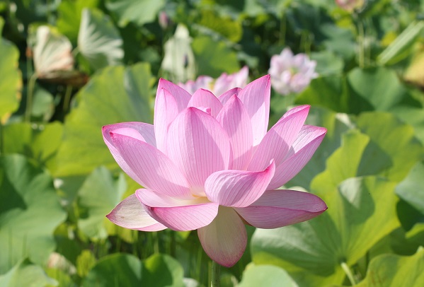 臼杵石仏公園のハス園に咲いてる美しいハスの花の写真