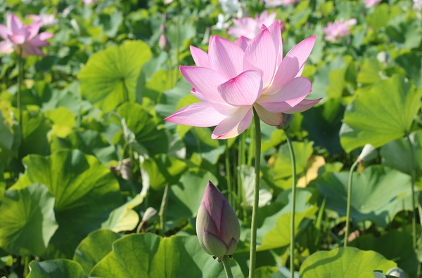 臼杵石仏公園のハス園の様子、美しい蓮の花や蕾の写真