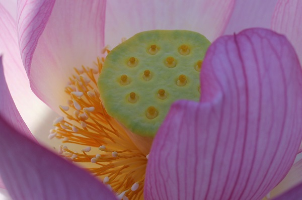 臼杵石仏公園に咲いてるハスのアップ写真、ハスの中の様子