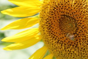 ひまわりとミツバチの写真