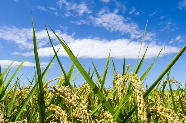 田んぼの収穫間地かの稲の写真