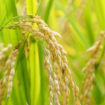 収穫の稲の写真
