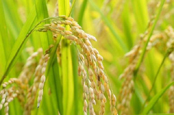 収穫の稲の写真