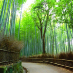京都嵐山　竹林の写真
