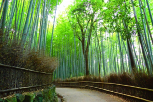 京都嵐山　竹林の写真