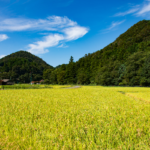 田んぼの風景写真