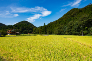 田んぼの風景写真