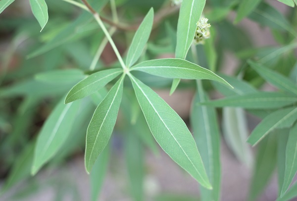 セイヨウニンジンボクの葉の写真