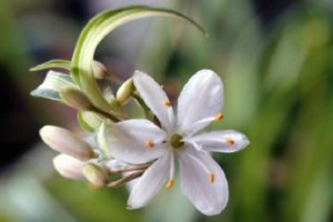 オリズルランの花の写真