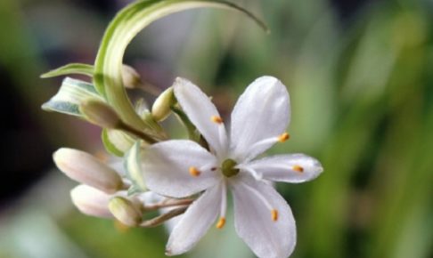 オリズルランの花の写真