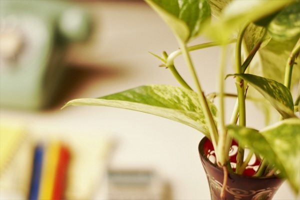 机の上の観葉植物の写真