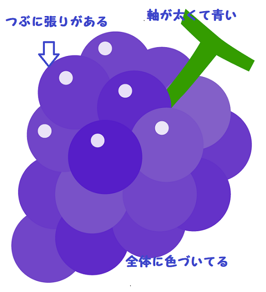 どちらが美味しい 巨峰とピオーネの違いは何だろう 優しい雨