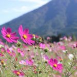 生駒高原のコスモス畑の写真