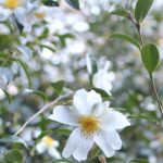 千石山の白い山茶花の写真