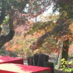 三十路苑の紅葉の庭の写真