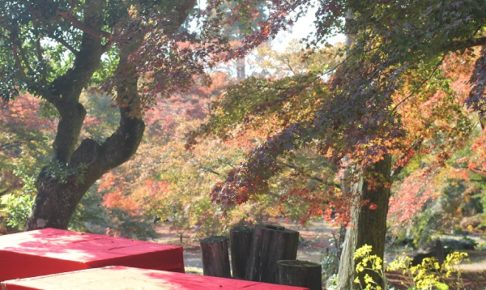 三十路苑の紅葉の庭の写真