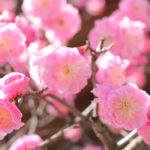 ピンクの梅の写真