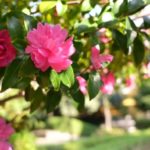 山茶花が咲きてる公園の写真