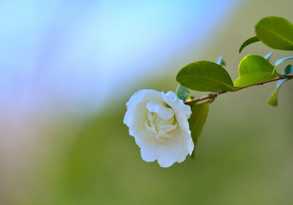 白い山茶花の花の写真