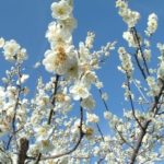 白い梅の花の写真