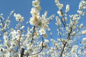 白い梅の花の写真