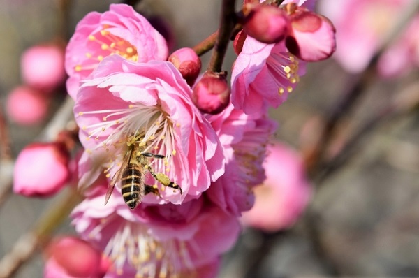 紅梅とミツバチの写真
