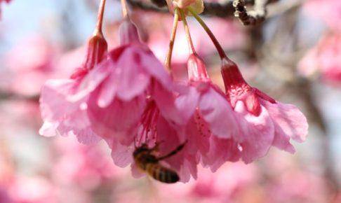 緋寒桜とミツバチの写真