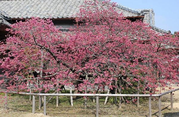 神代小路地区、鍋島邸の緋寒桜の写真