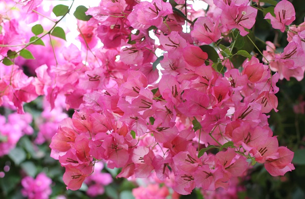 華やかなピンクのブーゲンビレアの写真
