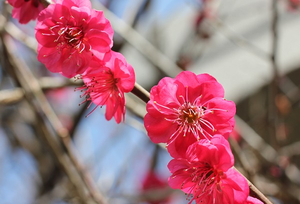 梅園身代り天満宮に咲いてる紅梅のアップ写真