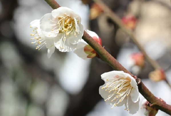 梅園身代り天満宮に咲いてた白梅のアップ写真